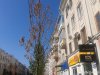 (2014.07.07) Гибнущие саженцы на ул. Красной в Краснодаре
